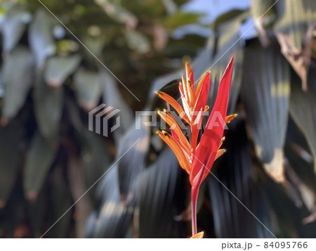 Heliconia against green bush in the background 84095766