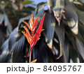Heliconia against green bush in the background 84095767