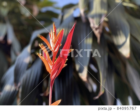 Heliconia against green bush in the background 84095767