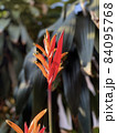 Heliconia against green bush in the background 84095768