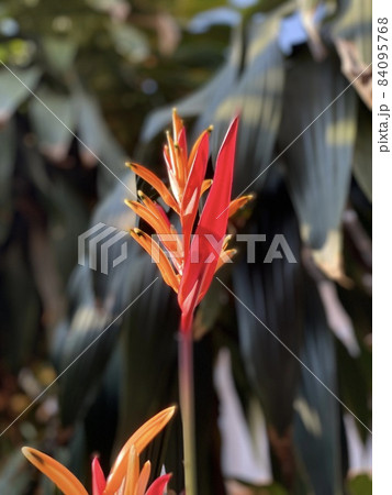 Heliconia against green bush in the background 84095768