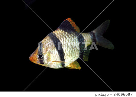スマトラ 熱帯魚 コイの仲間 黒バック スマトラ 熱帯魚 コイの仲間 黒バック 84096097