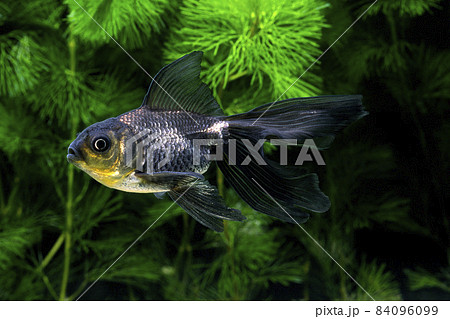 金魚　ハゴロモ 84096099