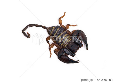 サソリ フラットロックスコーピオン 白バック サソリ フラットロックスコーピオン 白バック 84096101