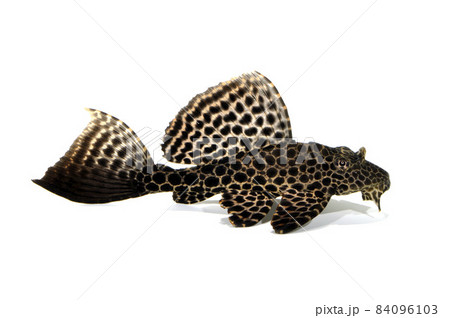 セイルフィンプレコ　プレコの幼魚　ナマズの仲間　白バック 84096103