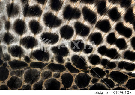 セイルフィンプレコ アップ プレコの幼魚 ナマズの仲間 グラフィック素材 セイルフィンプレコ アップ プレコの幼魚 ナマズの仲間 グラフィック素材 84096107