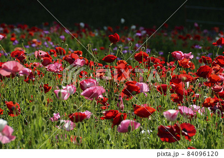 いちめんのポピー 84096120
