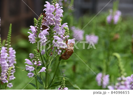 満開のハナトラノオ 84096655