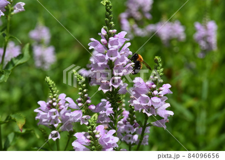 満開のハナトラノオ 84096656