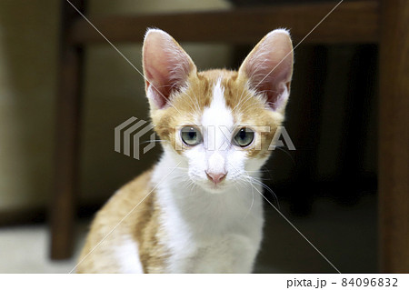 子猫・茶トラ／小さいネコ 84096832