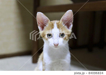 子猫・茶トラ／小さいネコ 84096834