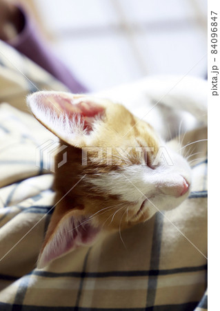 子猫・茶トラ／小さいネコ 84096847