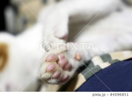 子猫・茶トラ／小さいネコ 84096851