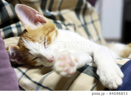 子猫・茶トラ/小さいネコ 子猫・茶トラ/小さいネコ 84096853