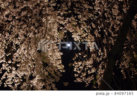 ライトアップされた枝垂桜 蓮大寺 ライトアップされた枝垂桜 蓮大寺 84097165