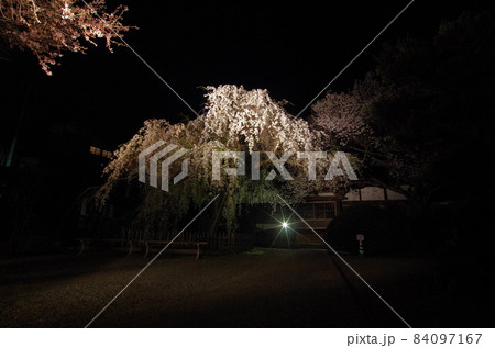 ライトアップされた枝垂桜　蓮大寺 84097167