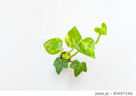 ミニ観葉植物 ミニ観葉植物 84097266