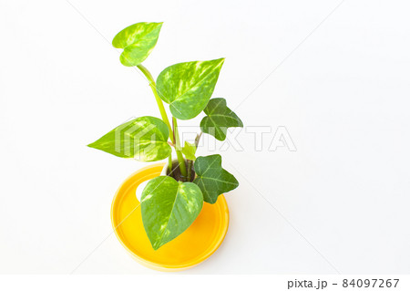 ミニ観葉植物 84097267