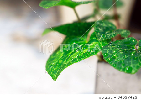 瑞々しい観葉植物/水滴 瑞々しい観葉植物/水滴 84097429