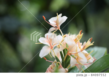 Hedychium coronarium var.chrysoleucum flower closeup Hedychium coronarium var.chrysoleucum flower closeup 84097552