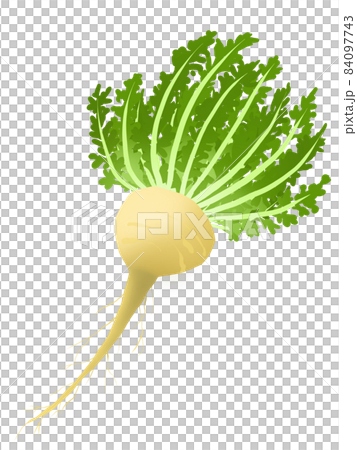 瑪卡植物 84097743