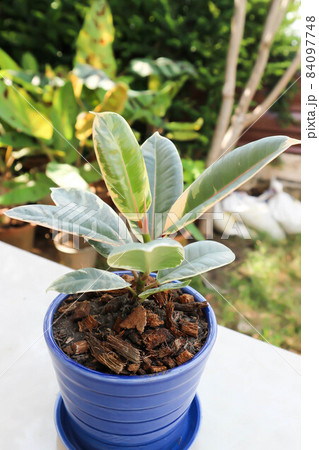 Decora Tree, Indian Rubber Tree or Rubber Plant or Variegated Indian Rubber Decora Tree, Indian Rubber Tree or Rubber Plant or Variegated Indian Rubber 84097748
