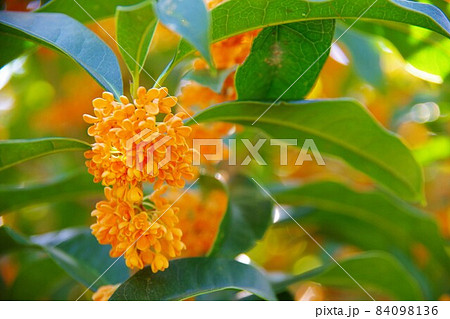 キンモクセイ 84098136