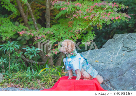 犬と七五三 犬と七五三 84098167