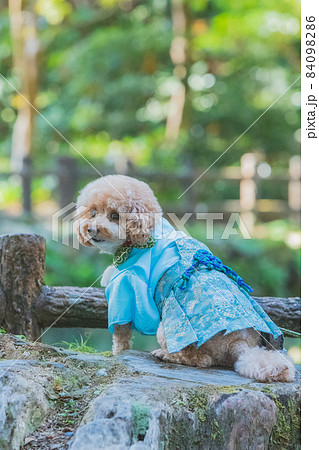 犬と七五三 84098286