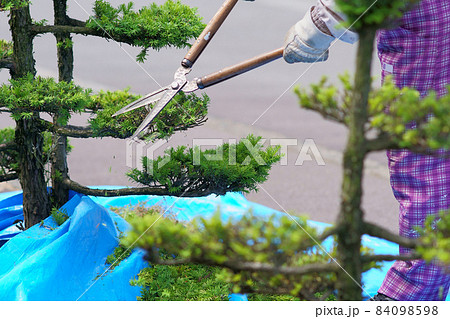 シルバー人材センター会員による松の木の剪定作業 84098598