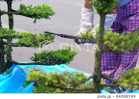 シルバー人材センター会員による松の木の剪定作業 シルバー人材センター会員による松の木の剪定作業 84098599