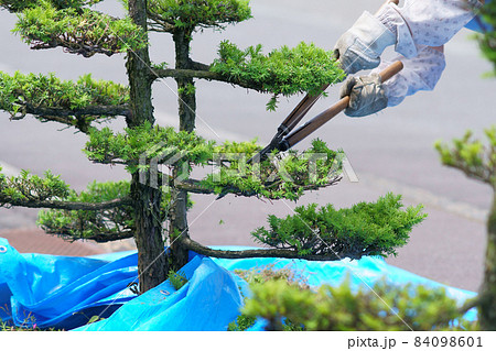 シルバー人材センター会員による松の木の剪定作業 シルバー人材センター会員による松の木の剪定作業 84098601