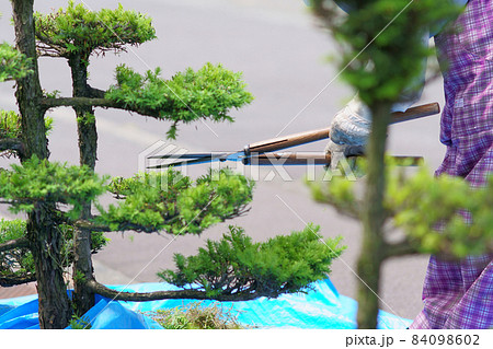 シルバー人材センター会員による松の木の剪定作業 84098602