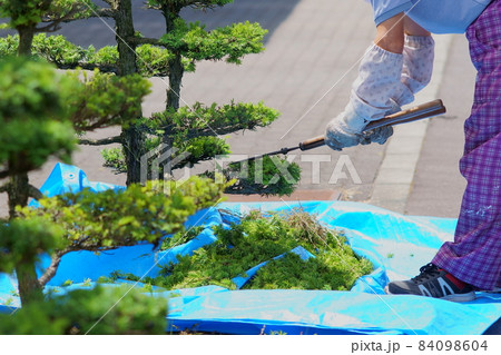 シルバー人材センター会員による松の木の剪定作業 シルバー人材センター会員による松の木の剪定作業 84098604