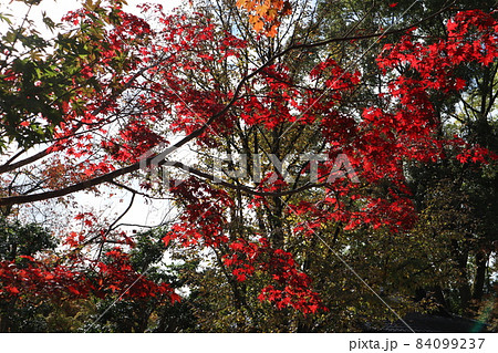 色々な色と種類の樹々の森の中で赤く紅葉する光があたるもみじの葉とその隙間から見える白い雲と青空の風景 色々な色と種類の樹々の森の中で赤く紅葉する光があたるもみじの葉とその隙間から見える白い雲と青空の風景 84099237