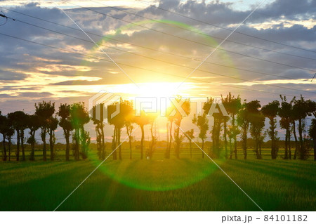 満願寺のはさ木(新潟県) 満願寺のはさ木(新潟県) 84101182
