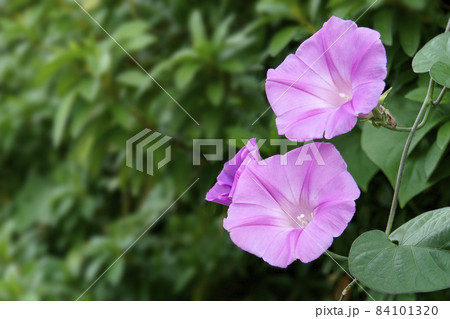 垂れ下がるピンクのノアサガオの花 84101320