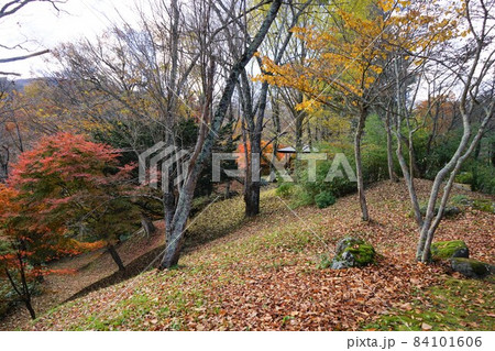 紅葉の鍋倉城跡 84101606