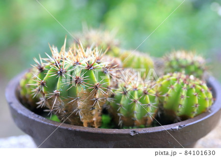 丸っこいサボテン 84101630