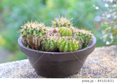 丸っこいサボテン 84101631