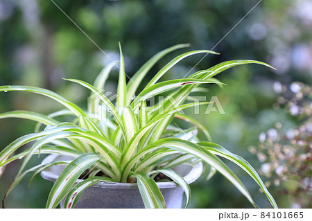 涼しげな観葉植物 （オリズルラン） 84101665