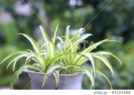 スタイリッシュな観葉植物（オリズルラン） 84101666
