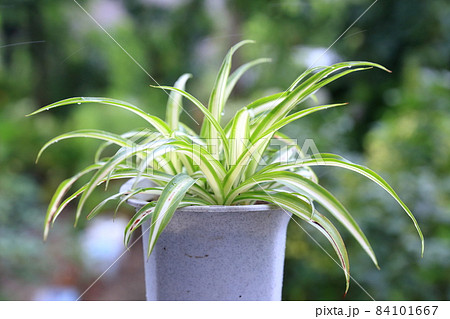 涼しげな観葉植物 （オリズルラン） 84101667