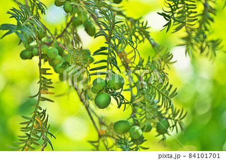 緑色のカヤの実 84101701