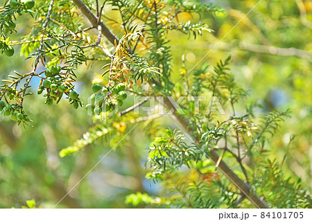 緑色のカヤの実 84101705