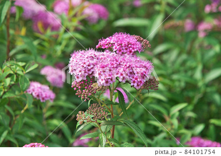 ピンクのシモツケの花 84101754