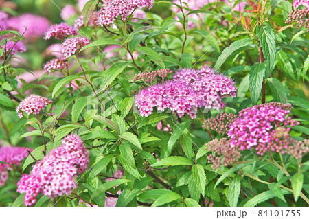 ピンクのシモツケの花 84101755
