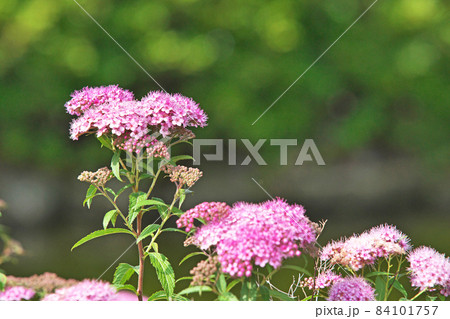 ピンクのシモツケの花 84101757