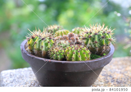 丸っこいサボテン 84101950