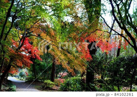 秋のカラフルな楽しい道 もみじ 風景 秋のカラフルな楽しい道 もみじ 風景 84102261